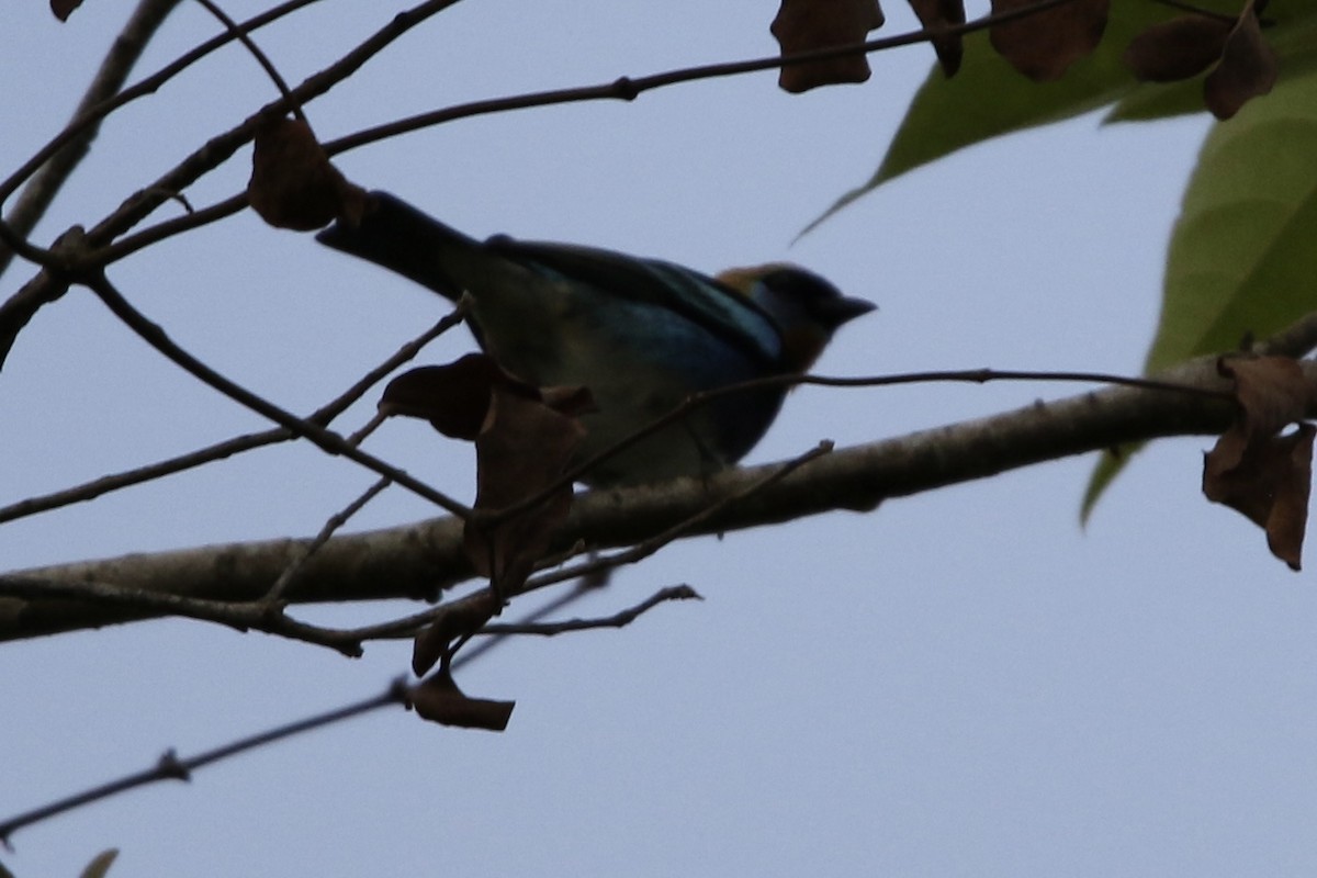 Golden-hooded Tanager - ML647535350