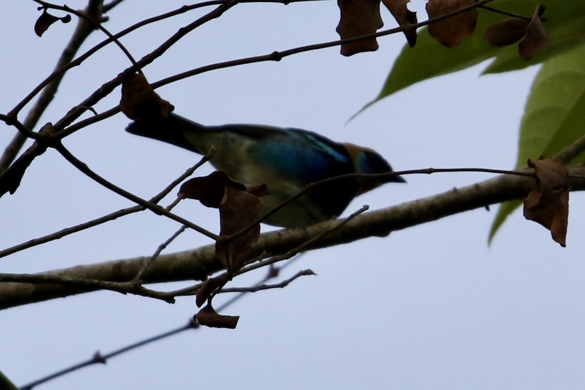 Golden-hooded Tanager - ML647535351