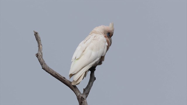 Western Corella - ML647535352