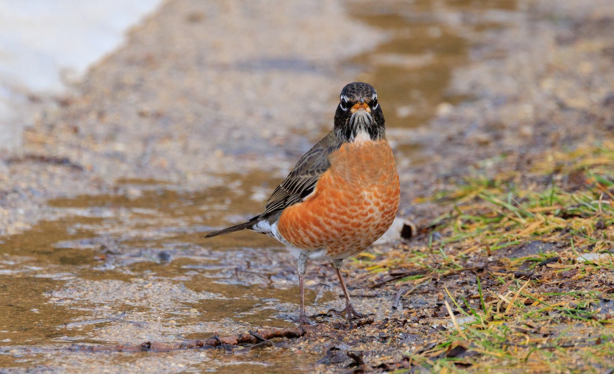 drozd stěhovavý - ML647535355