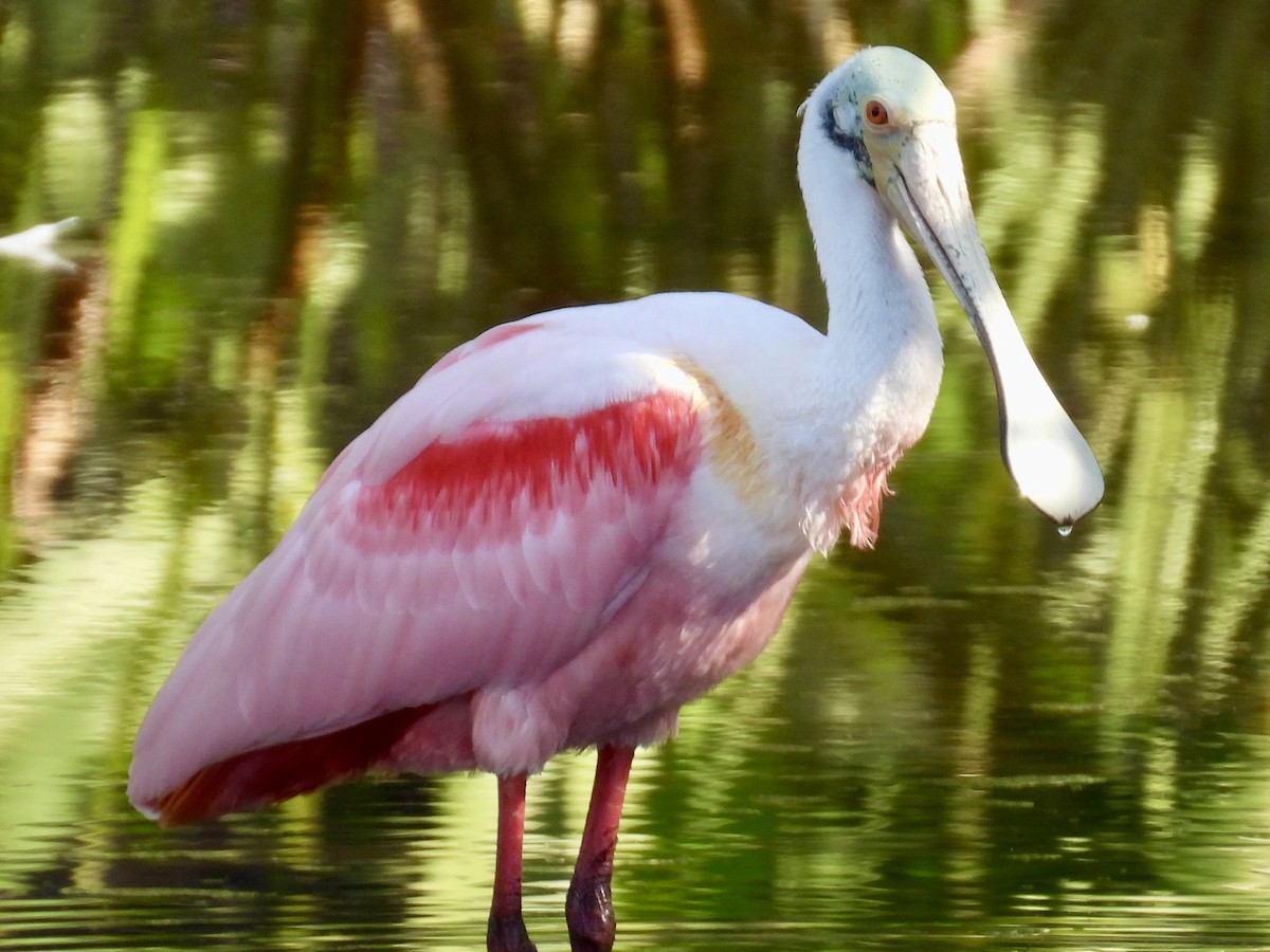 Roseate Spoonbill - ML647535370