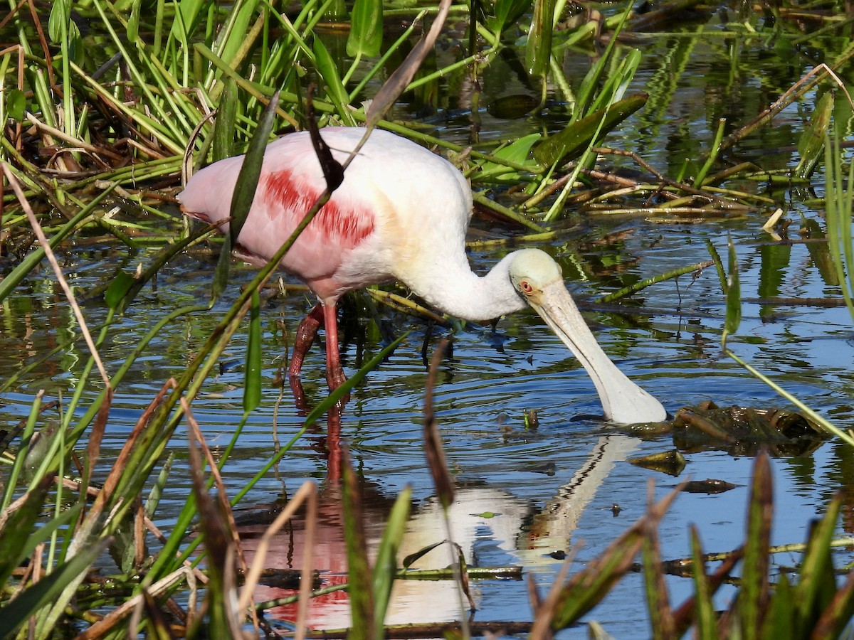 Roseate Spoonbill - ML647535371