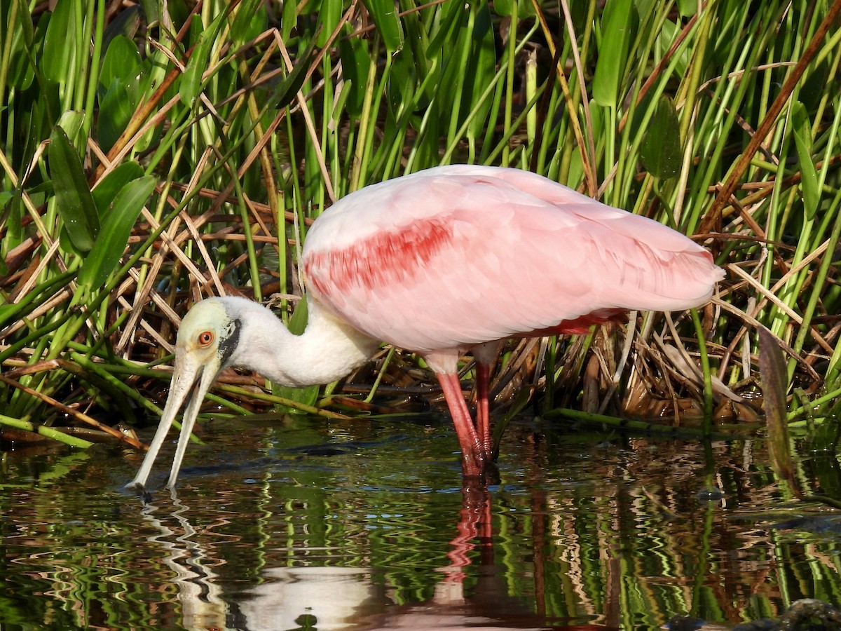 Roseate Spoonbill - ML647535372