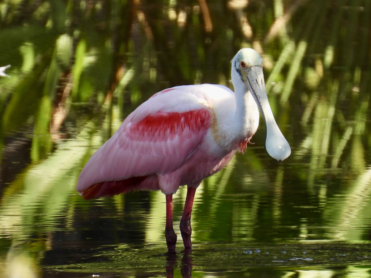 Roseate Spoonbill - ML647535373