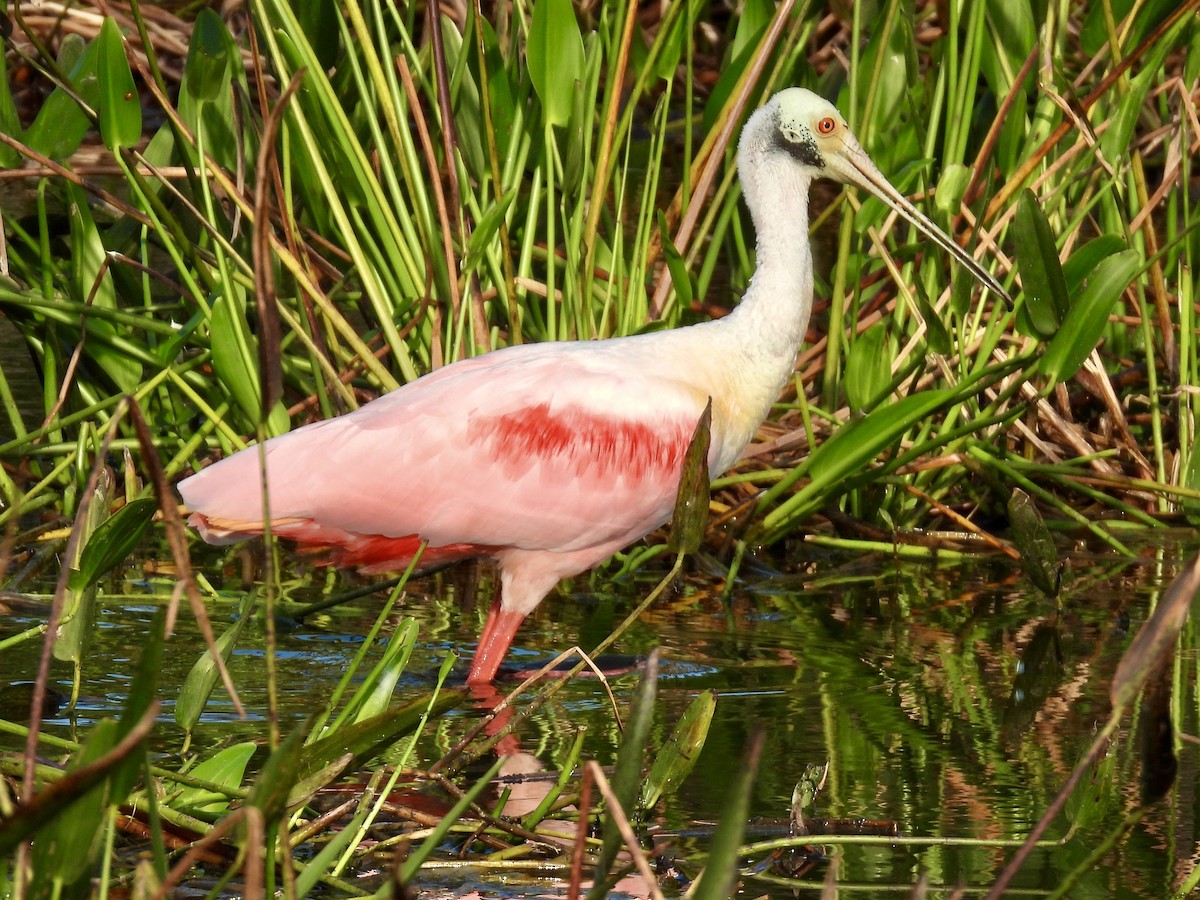 Roseate Spoonbill - ML647535374