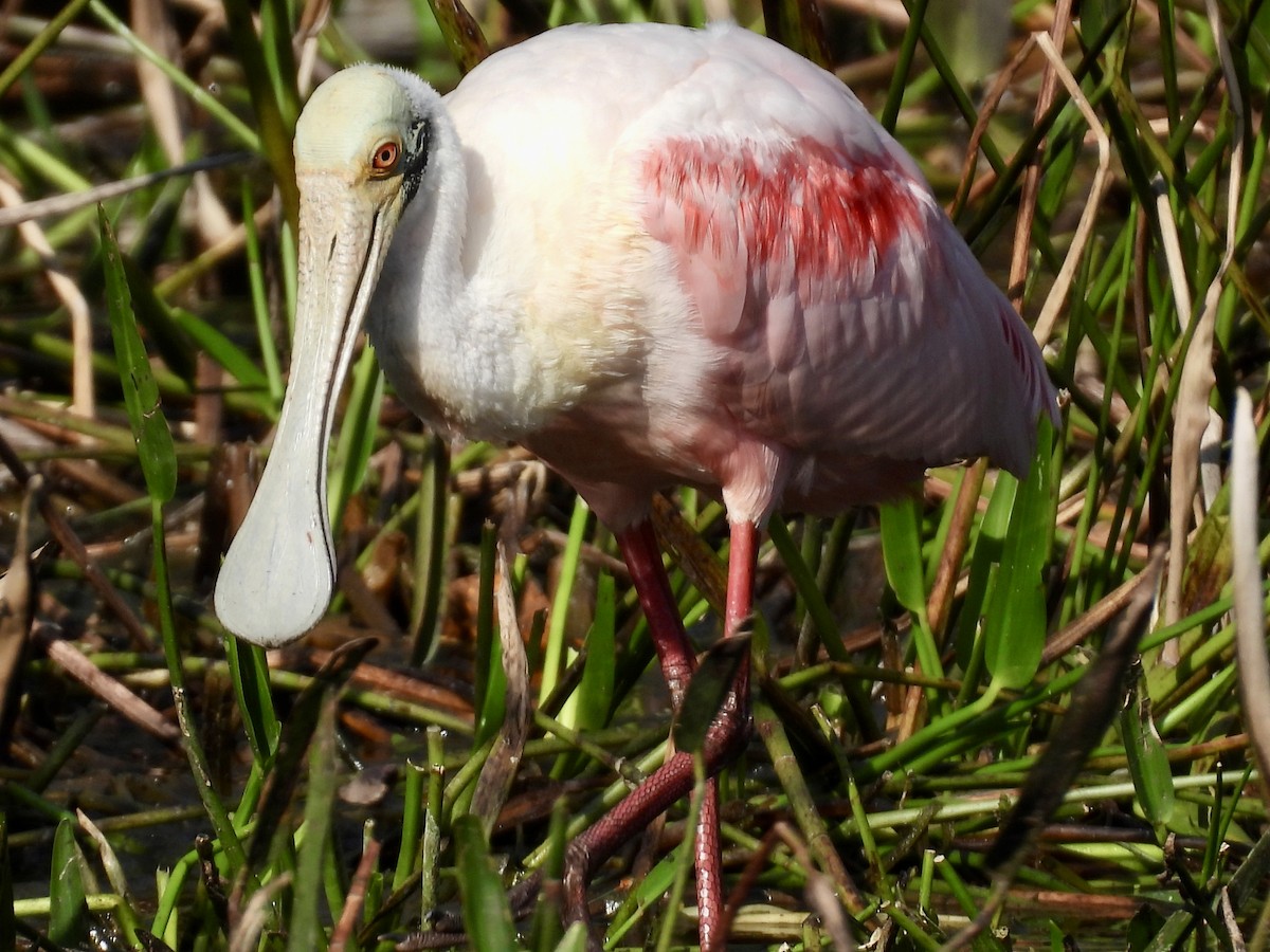 Roseate Spoonbill - ML647535375