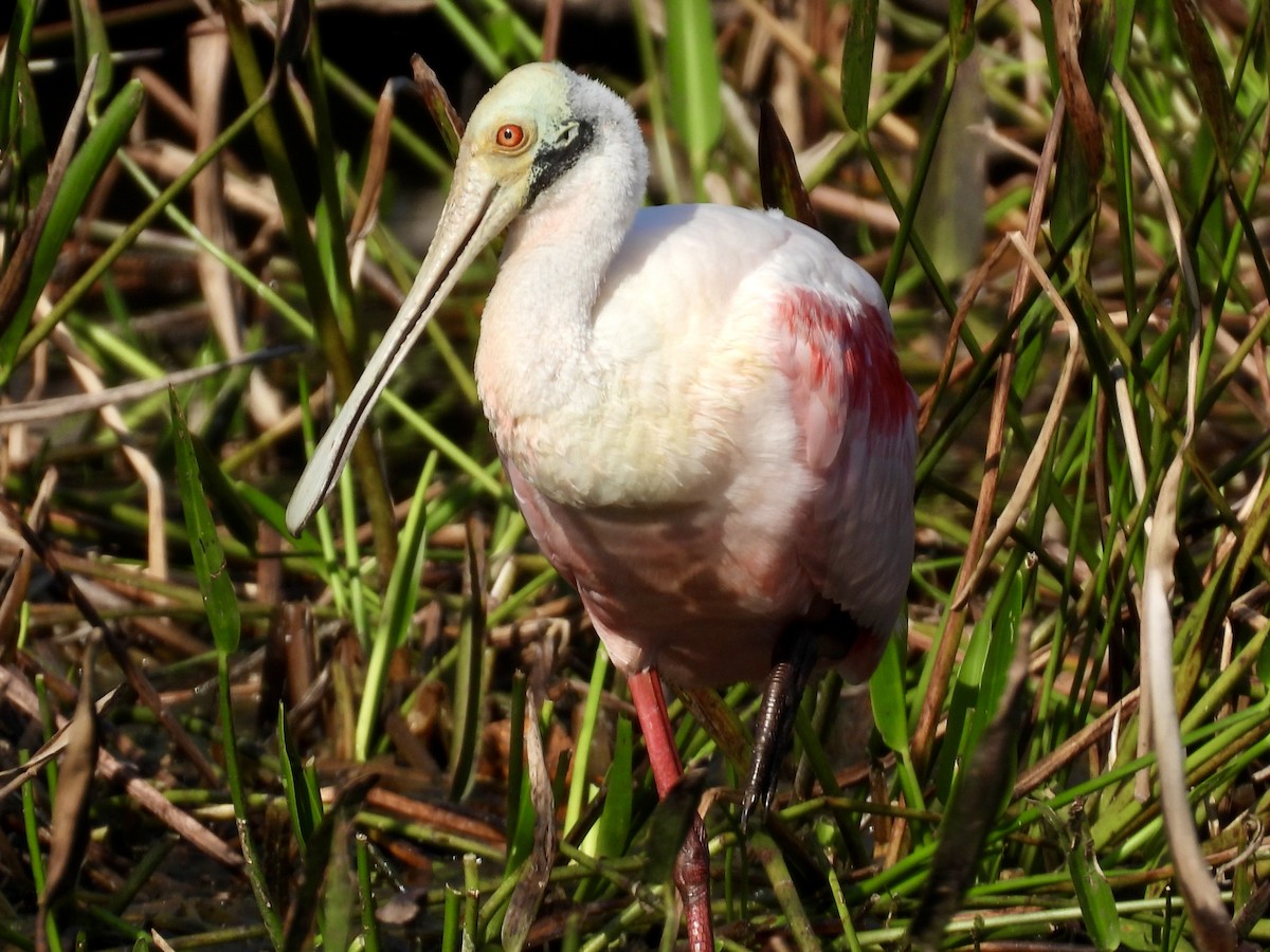 Roseate Spoonbill - ML647535376