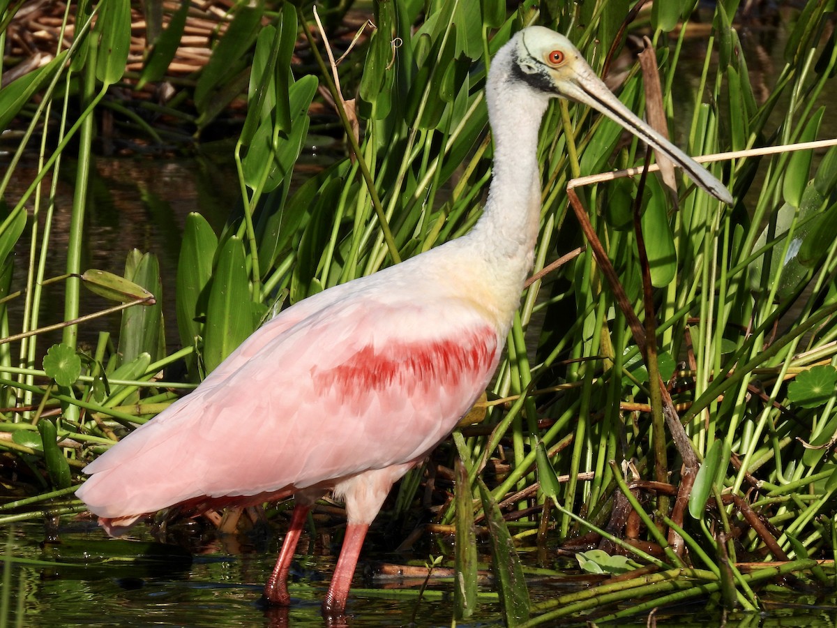 Roseate Spoonbill - ML647535377