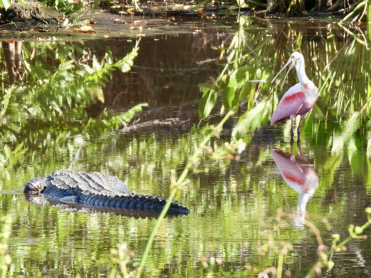 Roseate Spoonbill - ML647535378