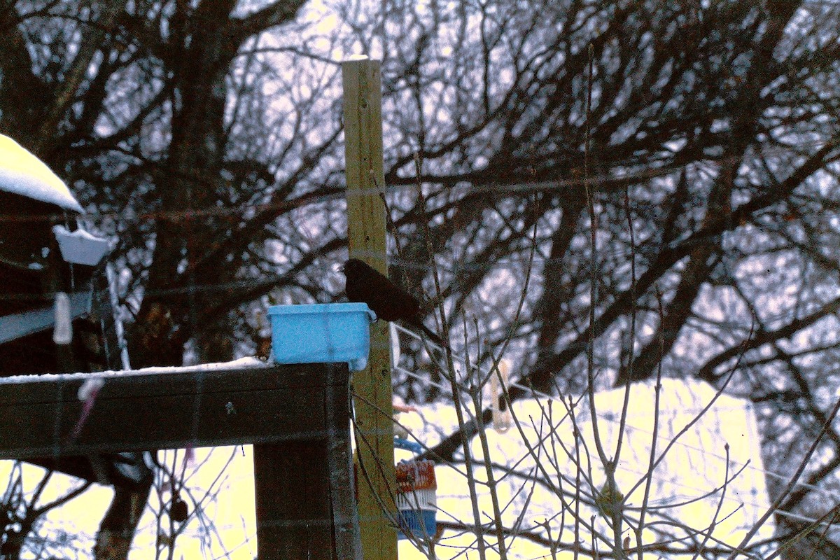 Zanate Común - ML647535379