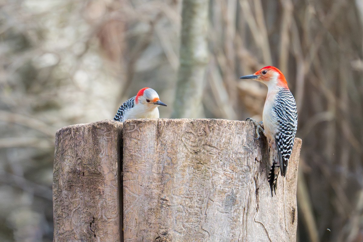 Carolinaspecht - ML647535380