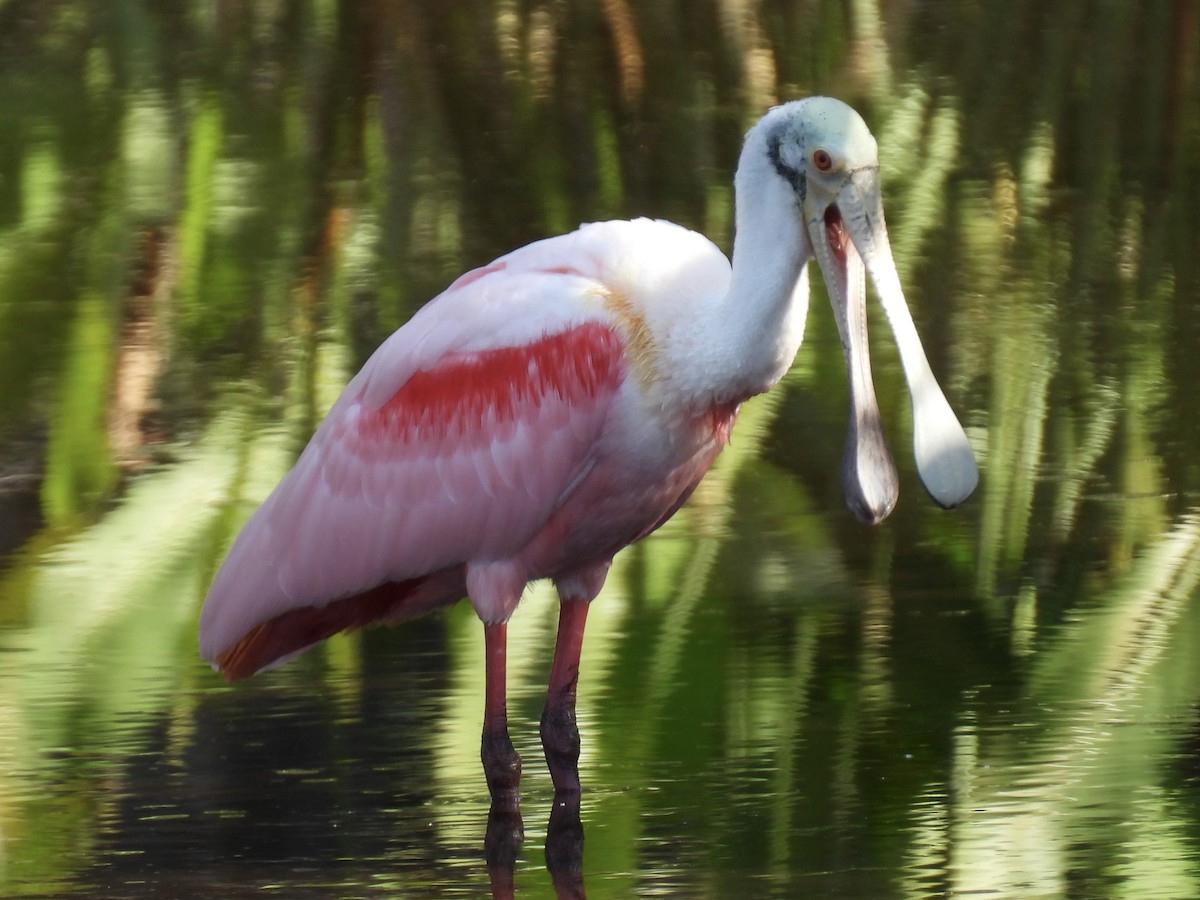 Roseate Spoonbill - ML647535422