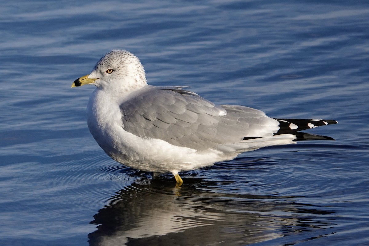 Мартин делаверський - ML647535425