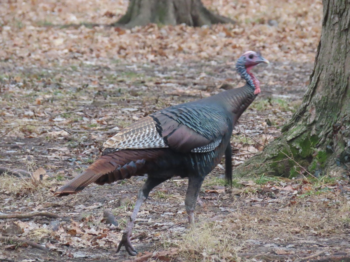 Wild Turkey - ML647535433