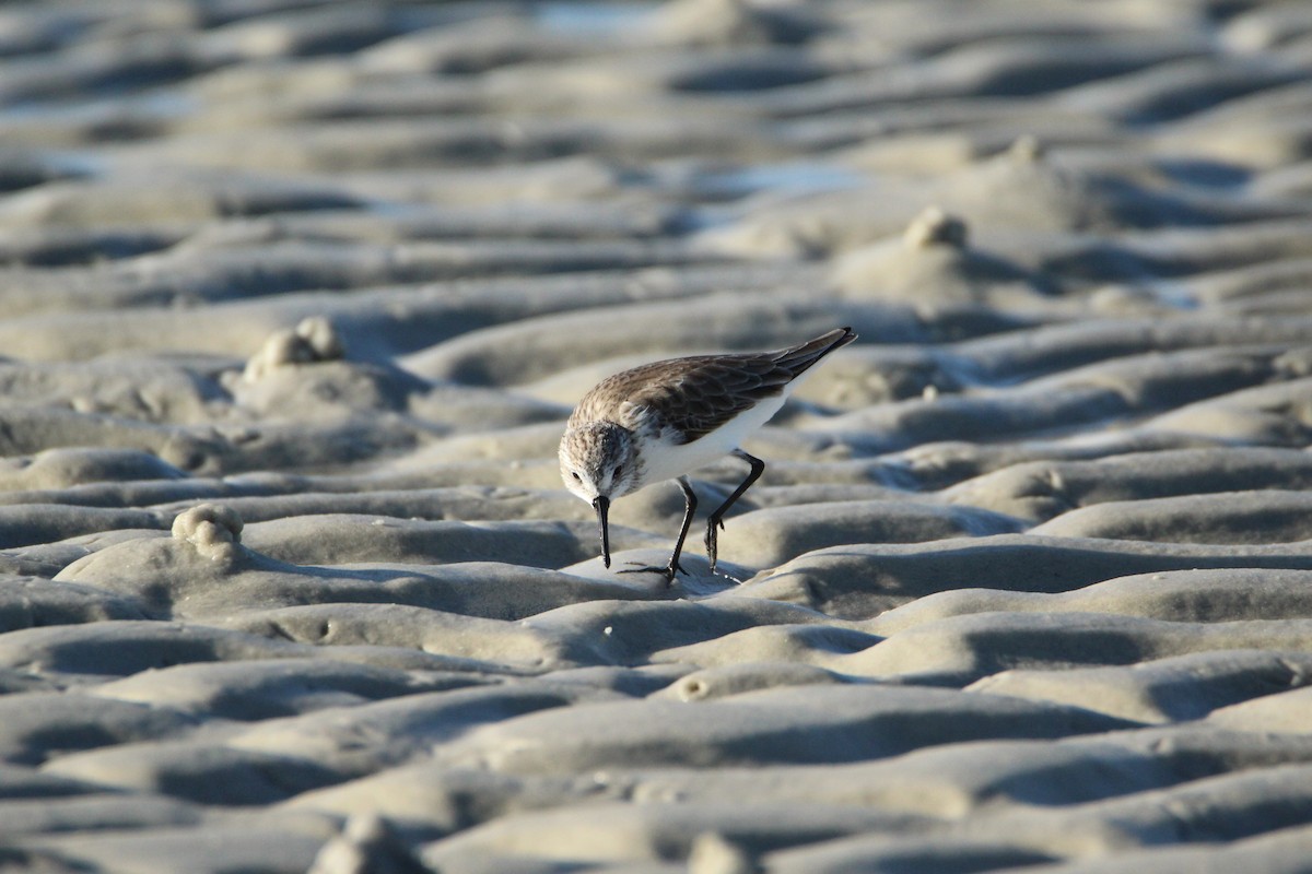 Western Sandpiper - ML647535434