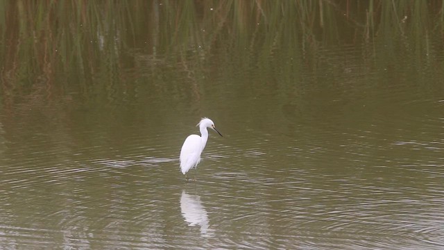 Snowy Egret - ML647535439