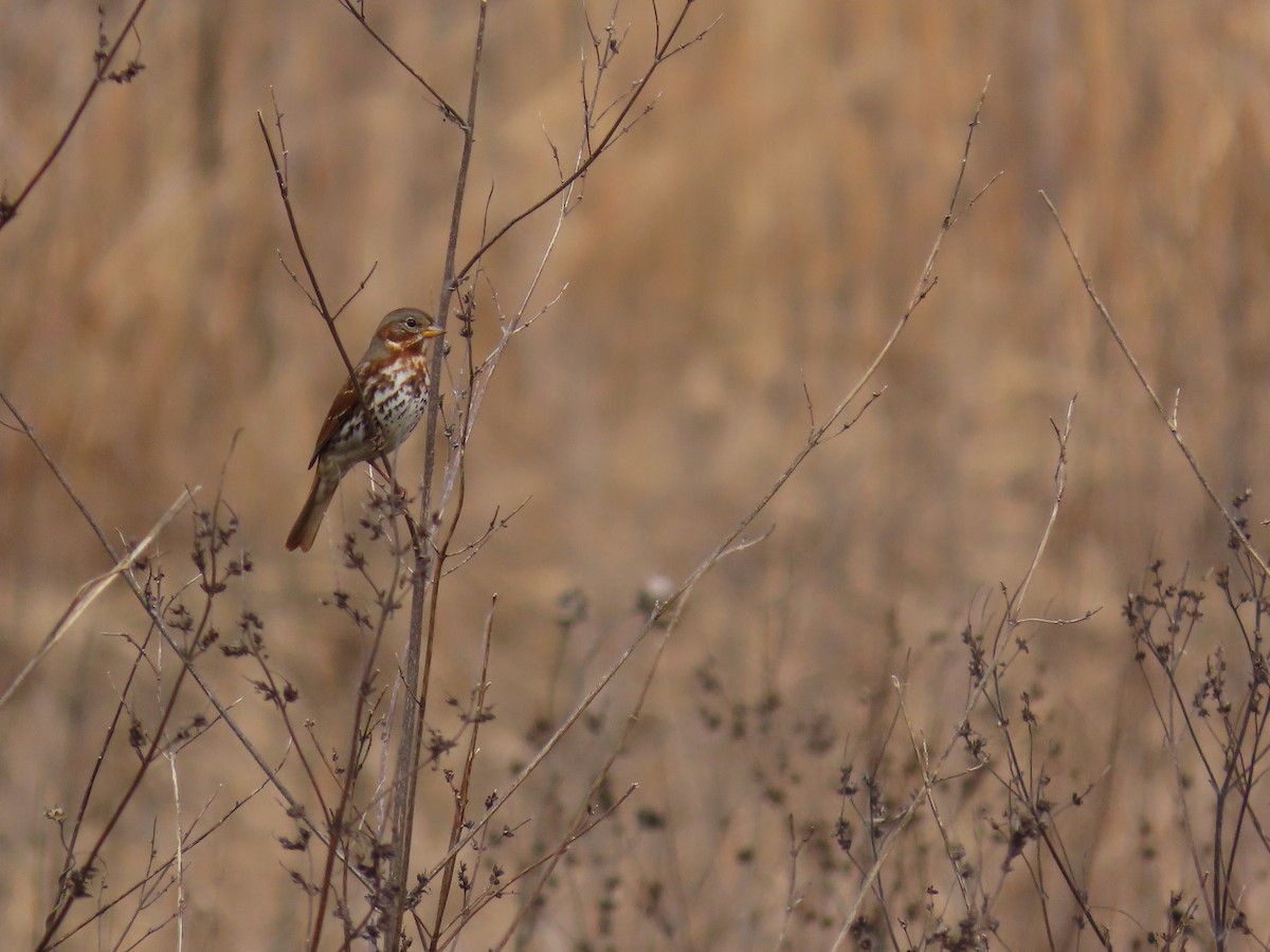 strnadec kaštanový - ML647535444