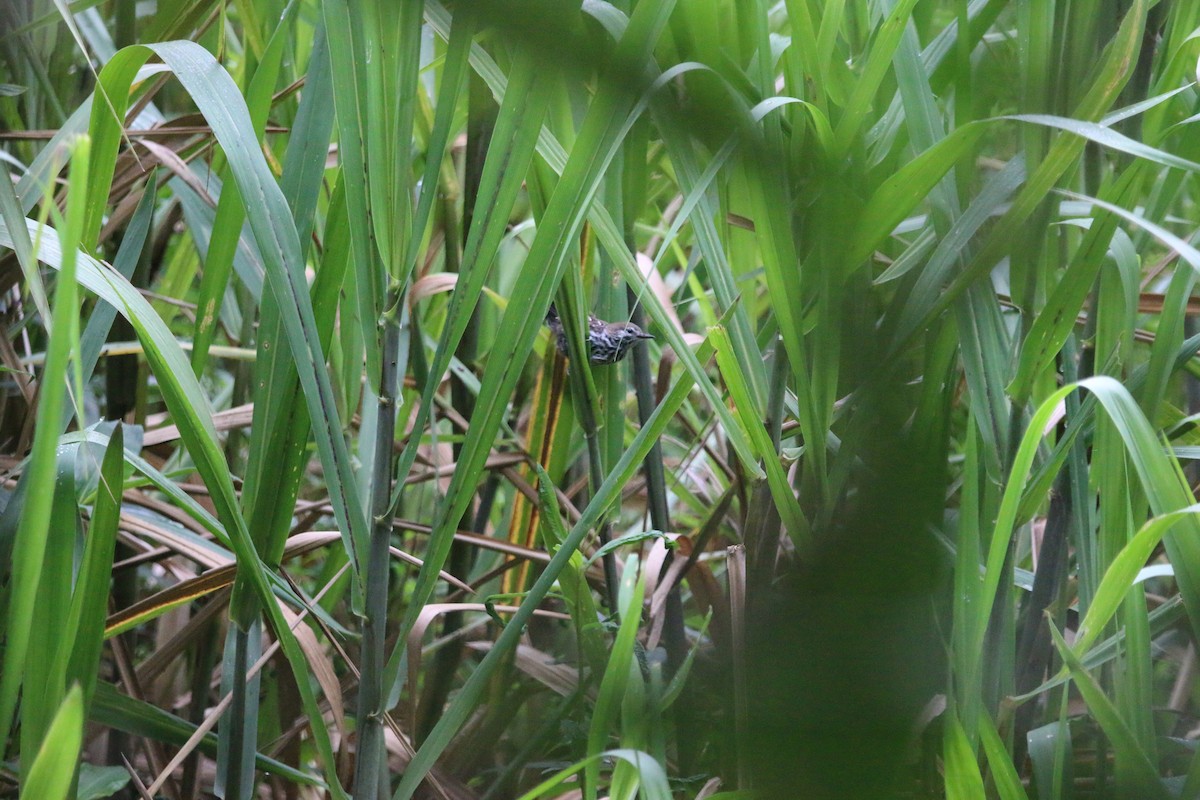 Marsh Antwren (Sao Paulo) - ML647535453