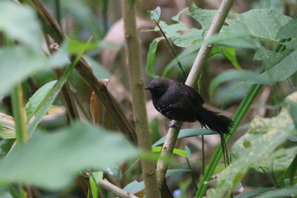 Marsh Antwren (Sao Paulo) - ML647535457