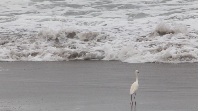 Snowy Egret - ML647535465