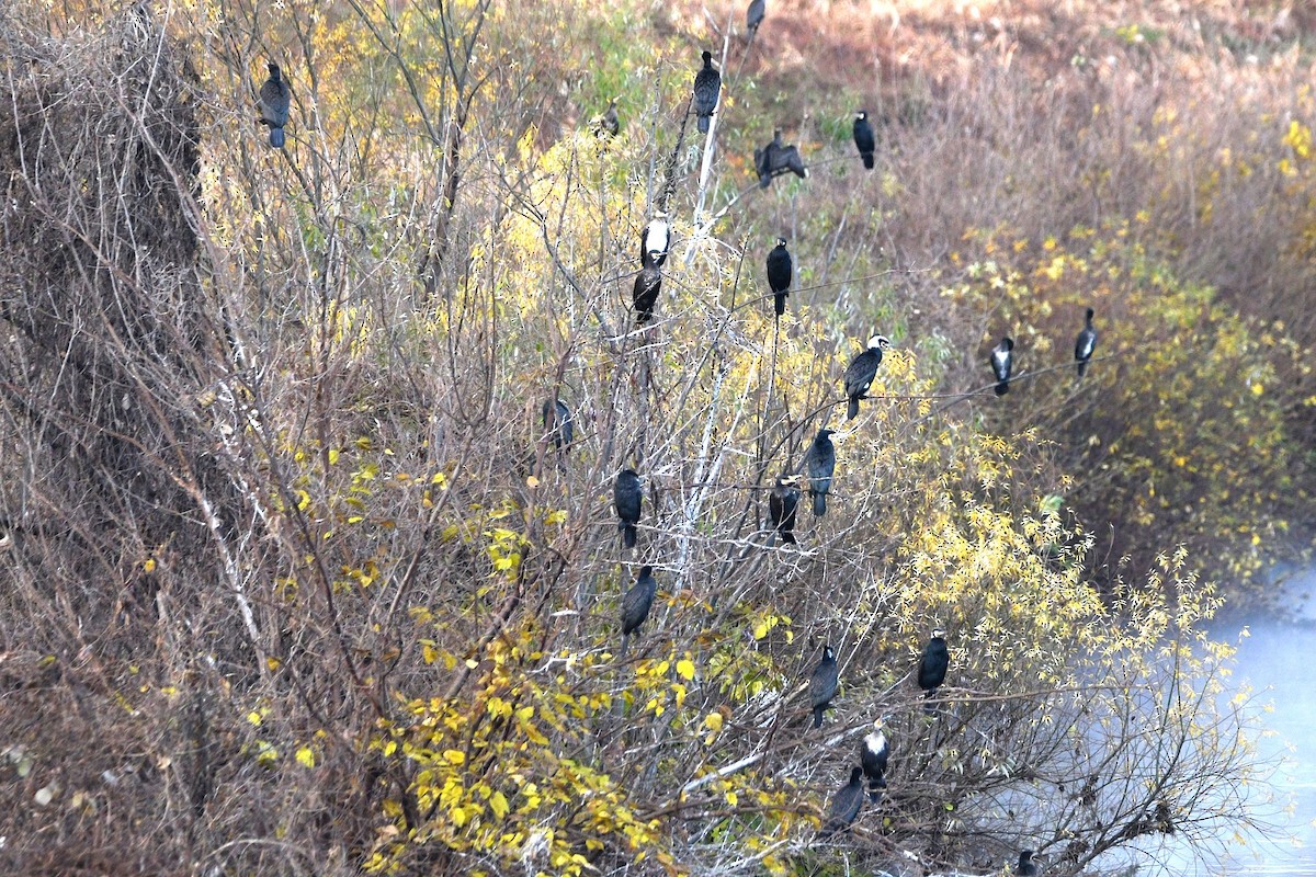 Баклан великий - ML647535466