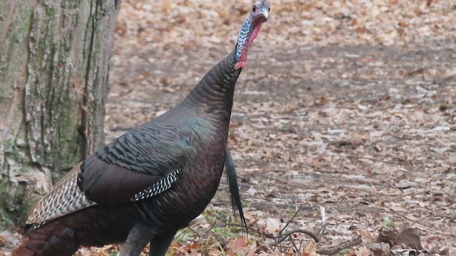 Wild Turkey - ML647535470