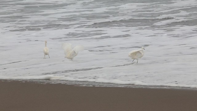 Snowy Egret - ML647535472