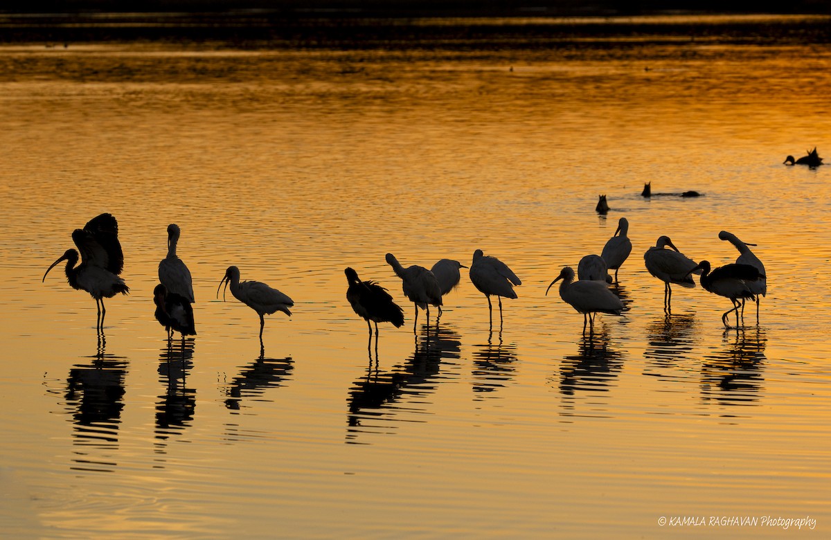 White Ibis - ML647535473