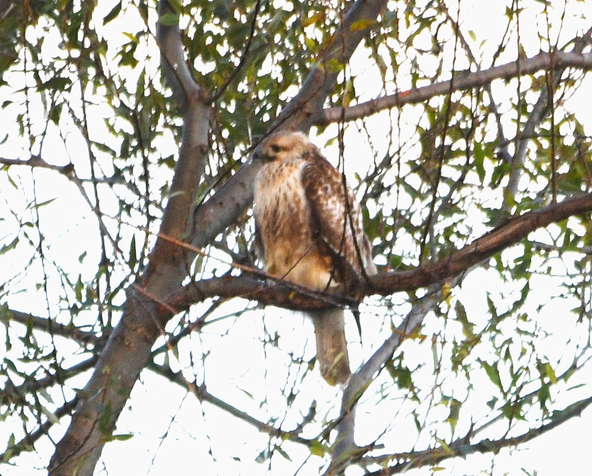 Канюк східний - ML647535476