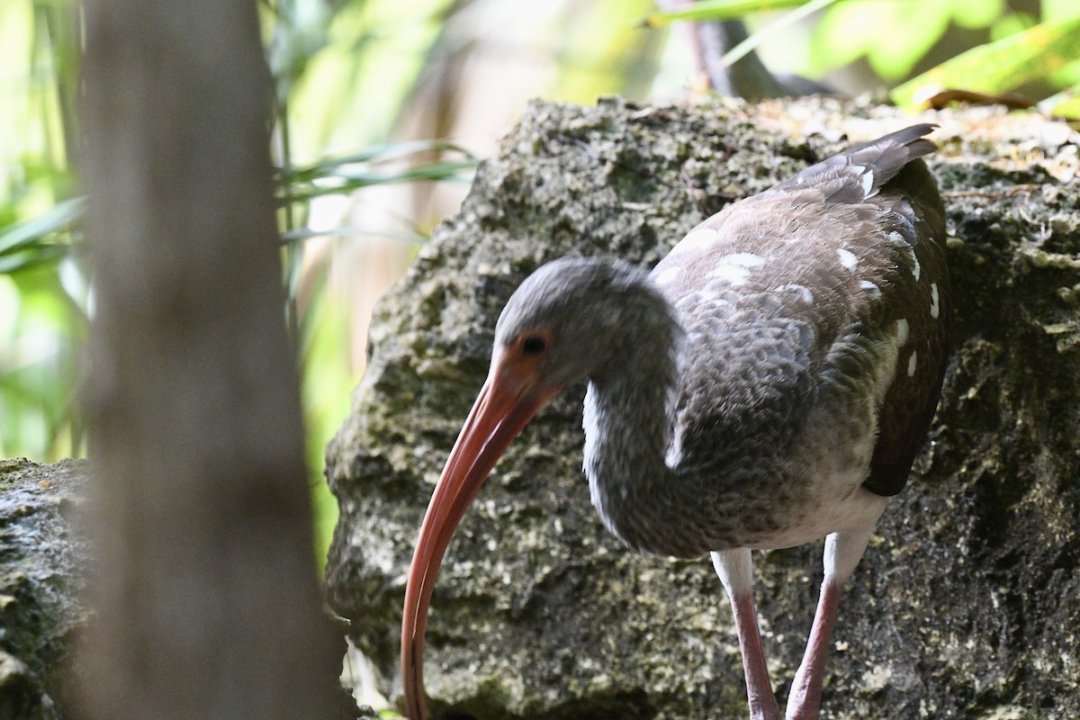 White Ibis - ML647535483
