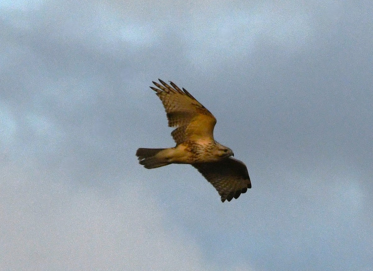 Канюк східний - ML647535491