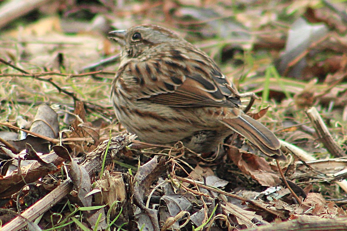 Болотная зонотрихия - ML647535492