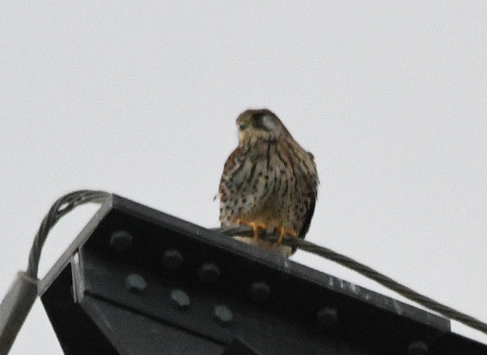 Боривітер звичайний - ML647535495