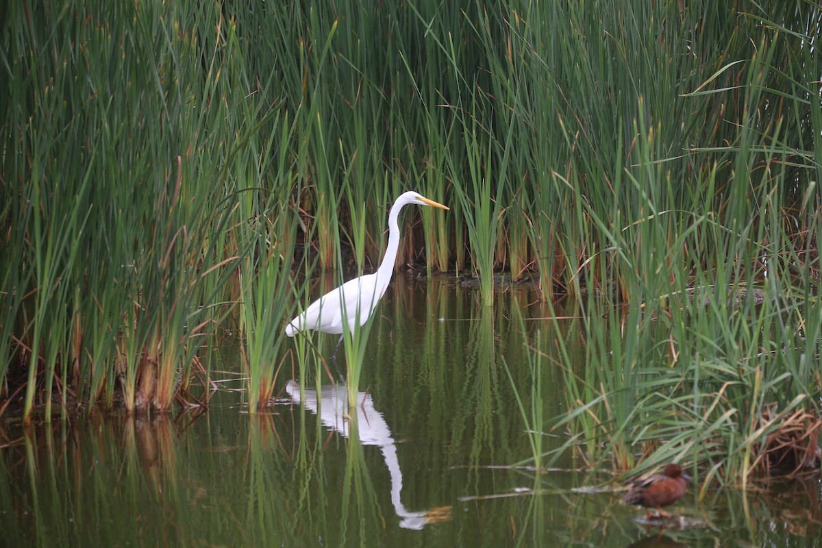 Great Egret - ML647535497