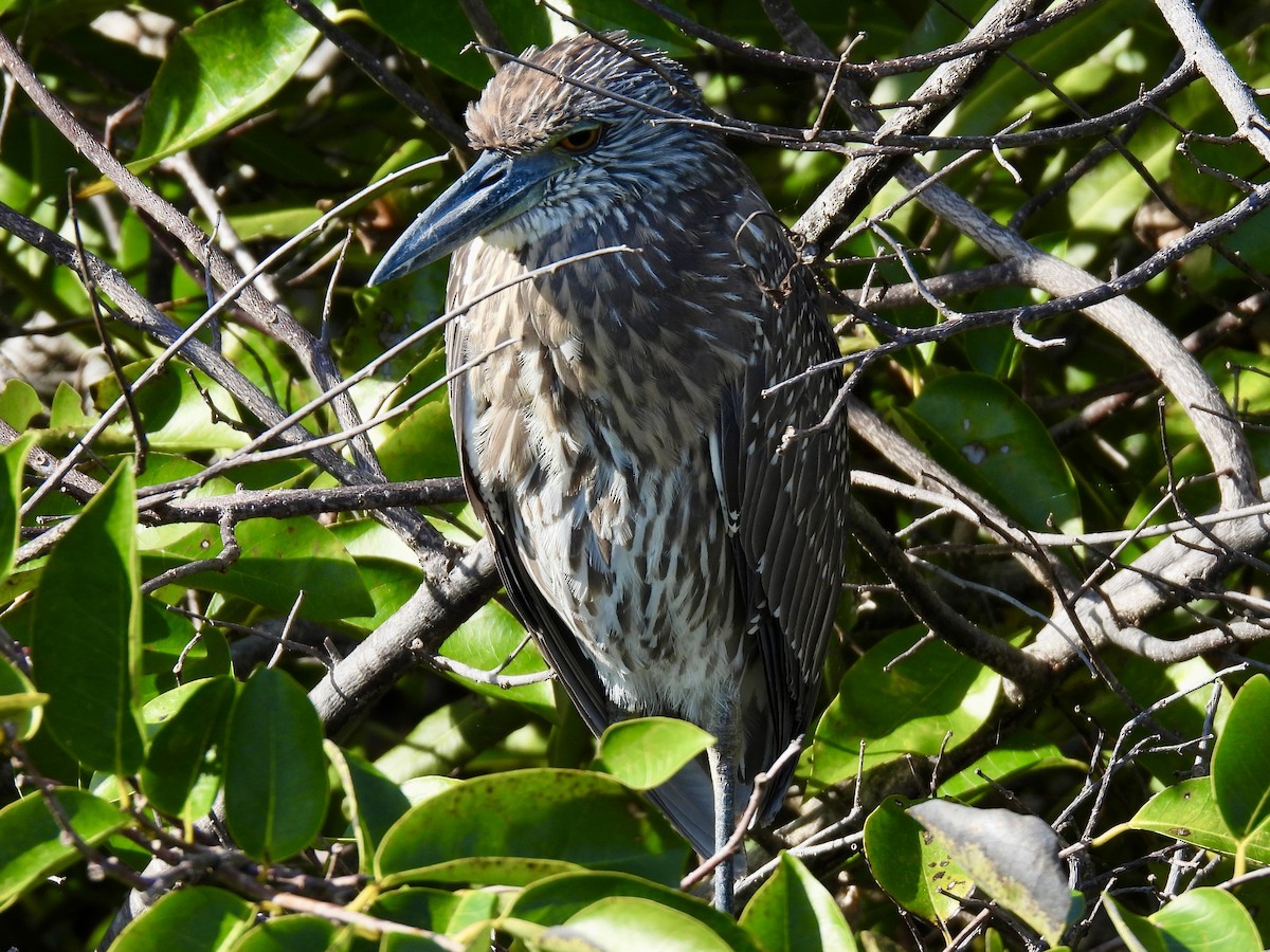 Yellow-crowned Night Heron - ML647535499
