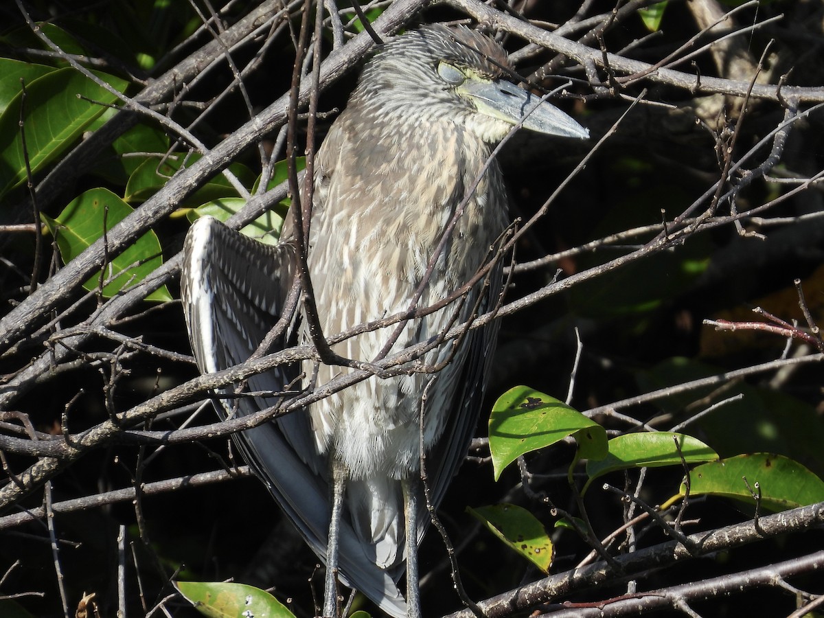 Yellow-crowned Night Heron - ML647535500
