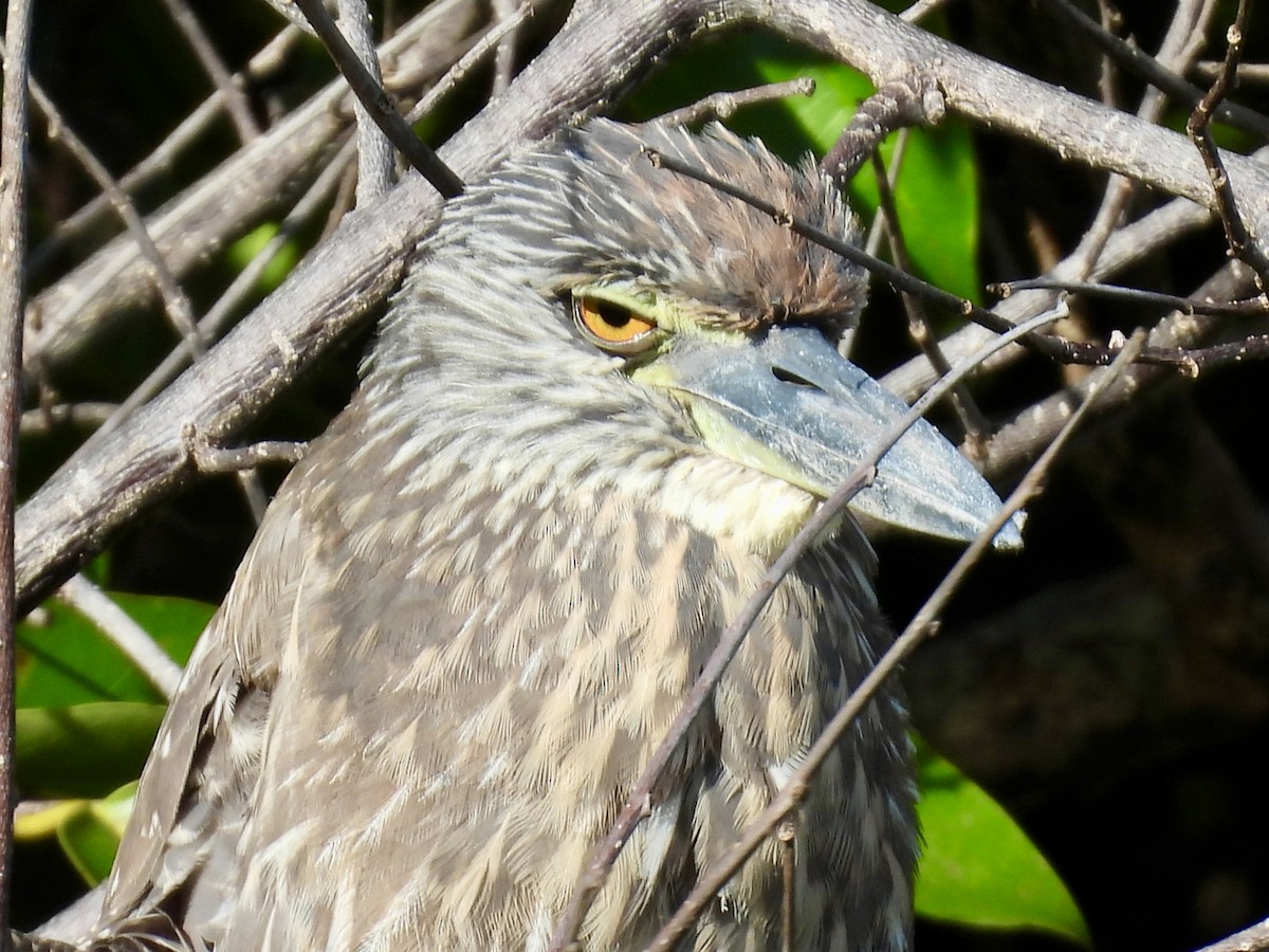 Yellow-crowned Night Heron - ML647535501