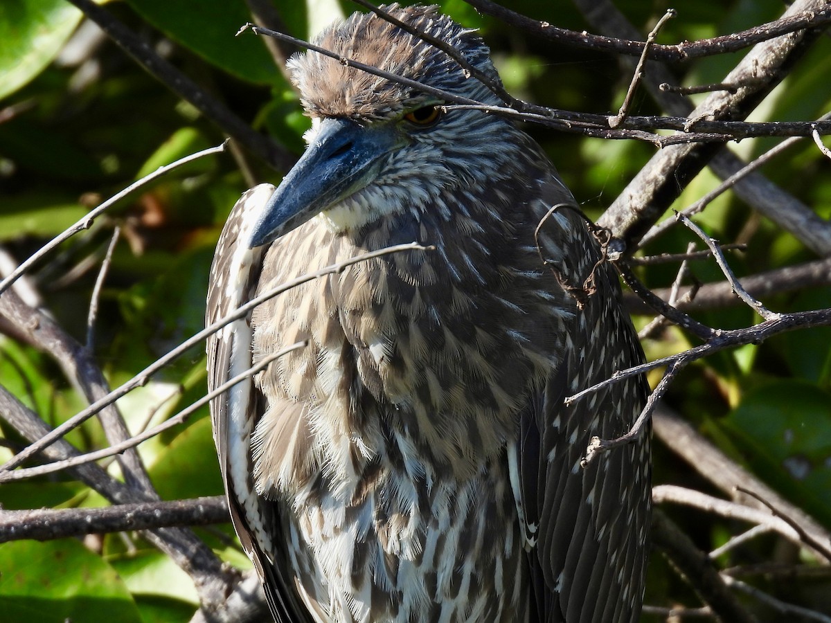 Yellow-crowned Night Heron - ML647535502