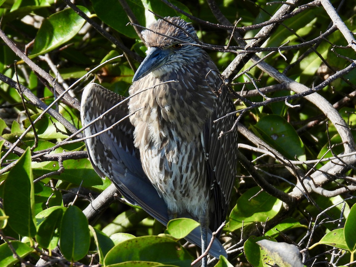 Yellow-crowned Night Heron - ML647535503