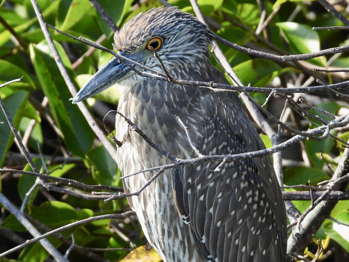 Yellow-crowned Night Heron - ML647535504