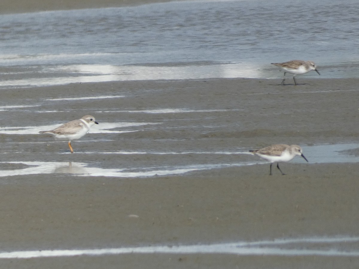 Piping Plover - ML647535510