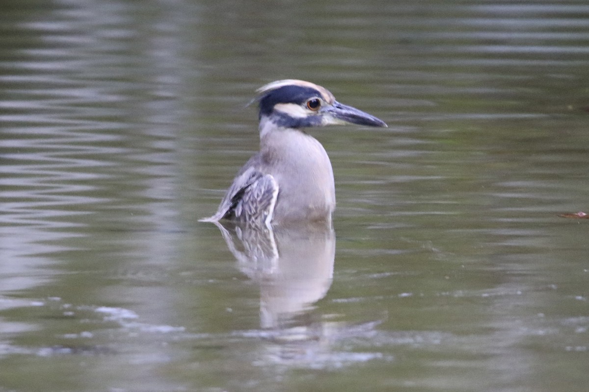 Yellow-crowned Night Heron - ML647535519