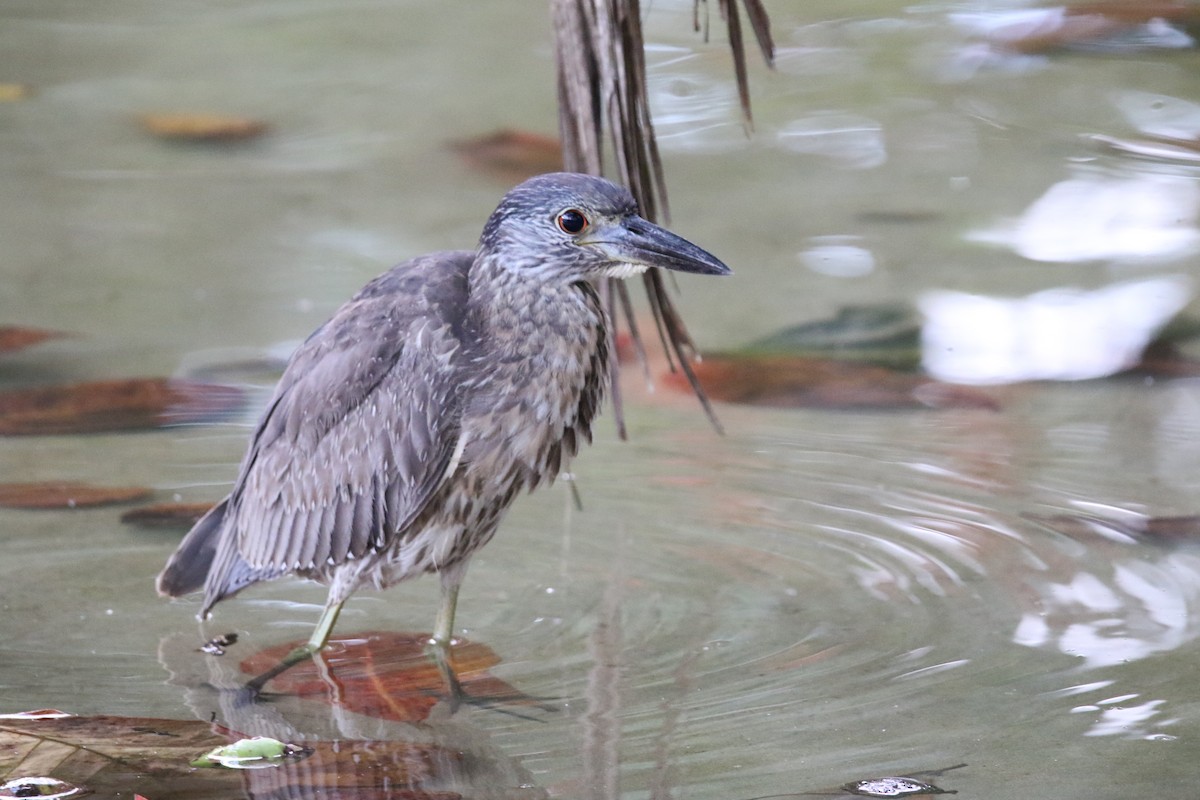 Yellow-crowned Night Heron - ML647535521
