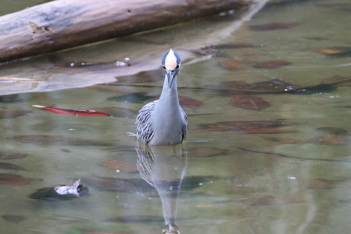 Yellow-crowned Night Heron - ML647535522