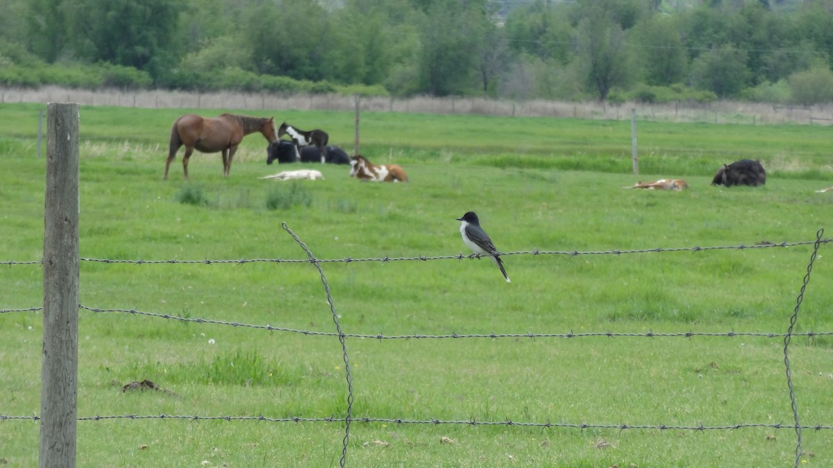 Tyran tritri - ML647535524