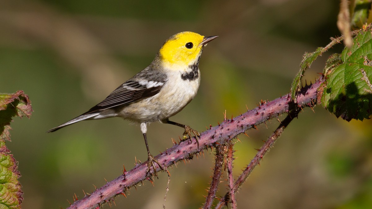 Hermit Warbler - ML647535526