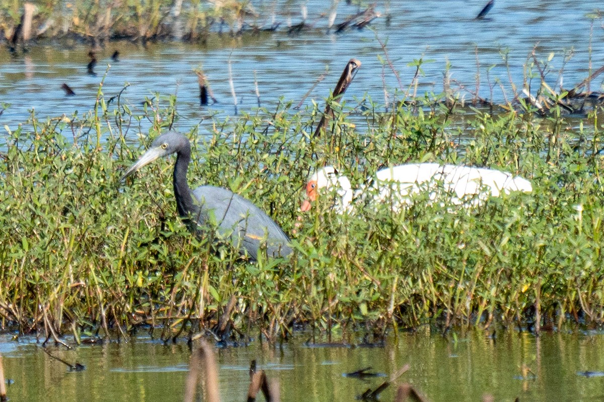 White Ibis - ML647535527