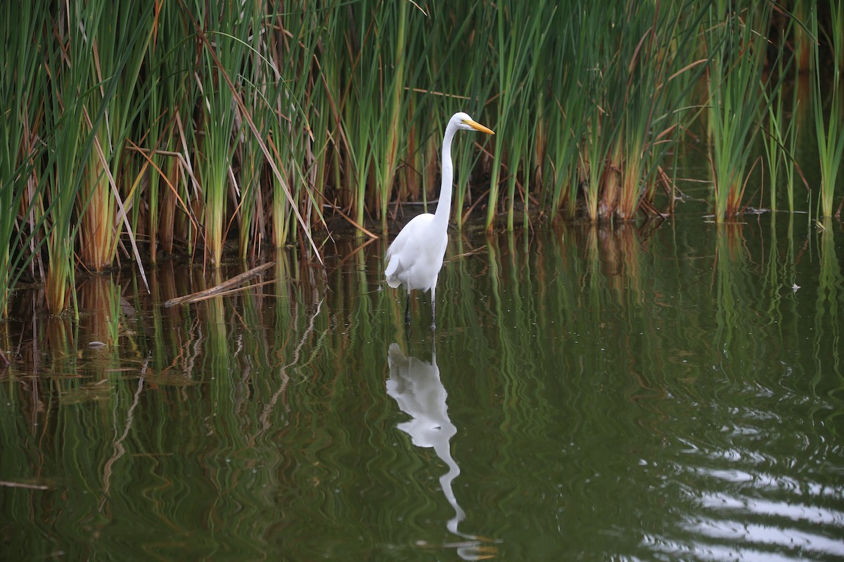 Great Egret - ML647535531
