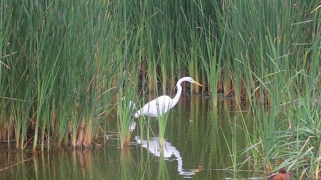 Great Egret - ML647535538