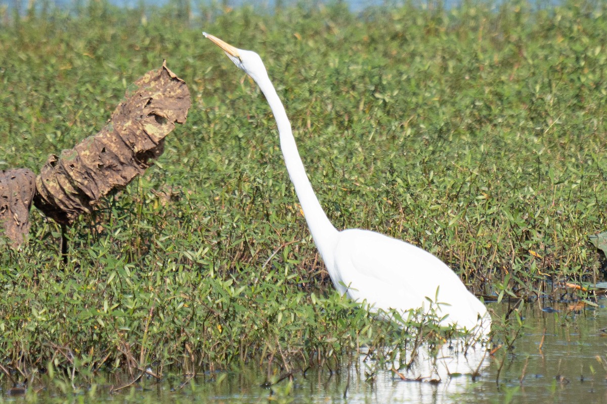 Great Egret - ML647535546